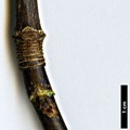 SpeciesSub: subsp. sterculiaceum
